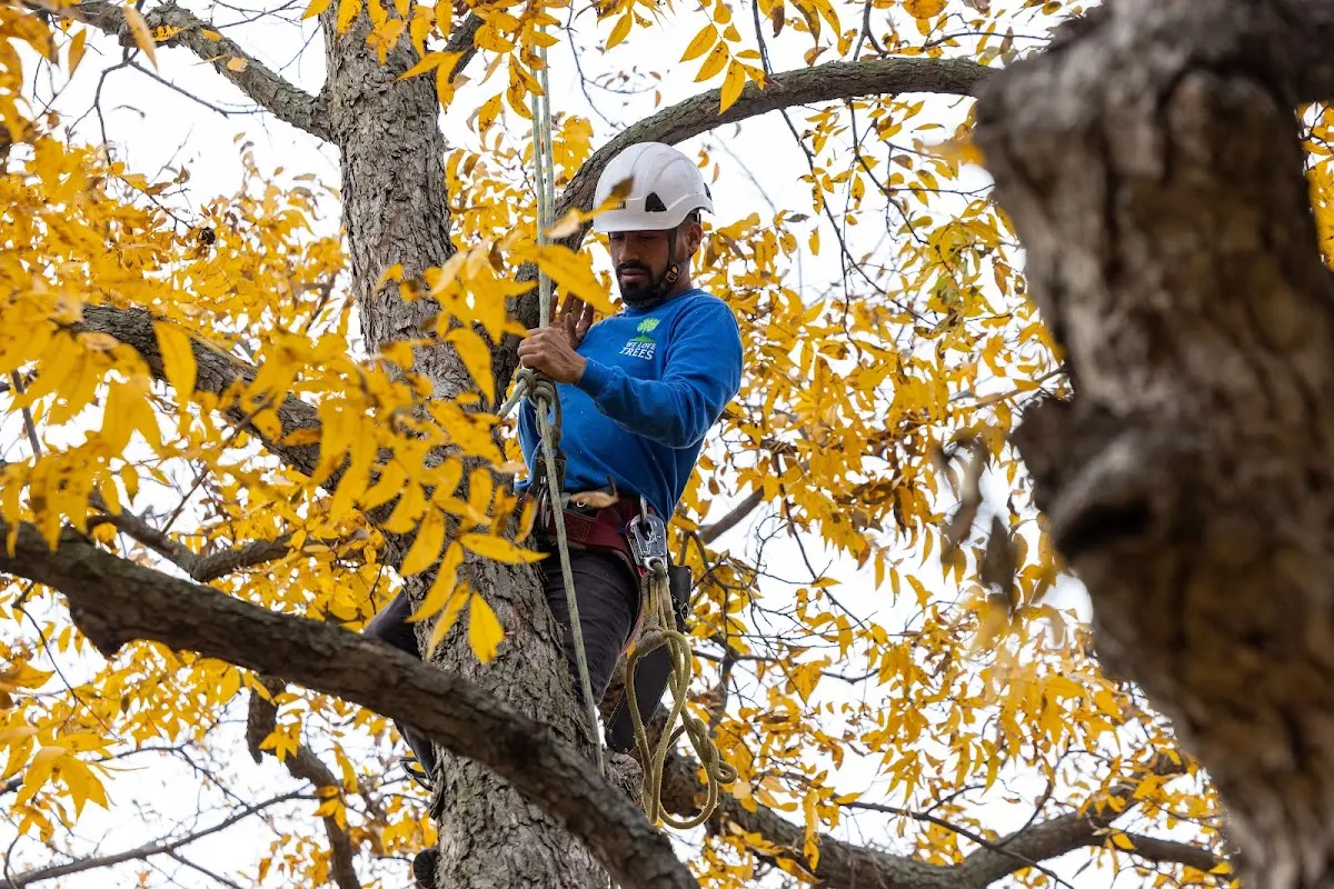 Skilled Tree Planing crew working in Fulton